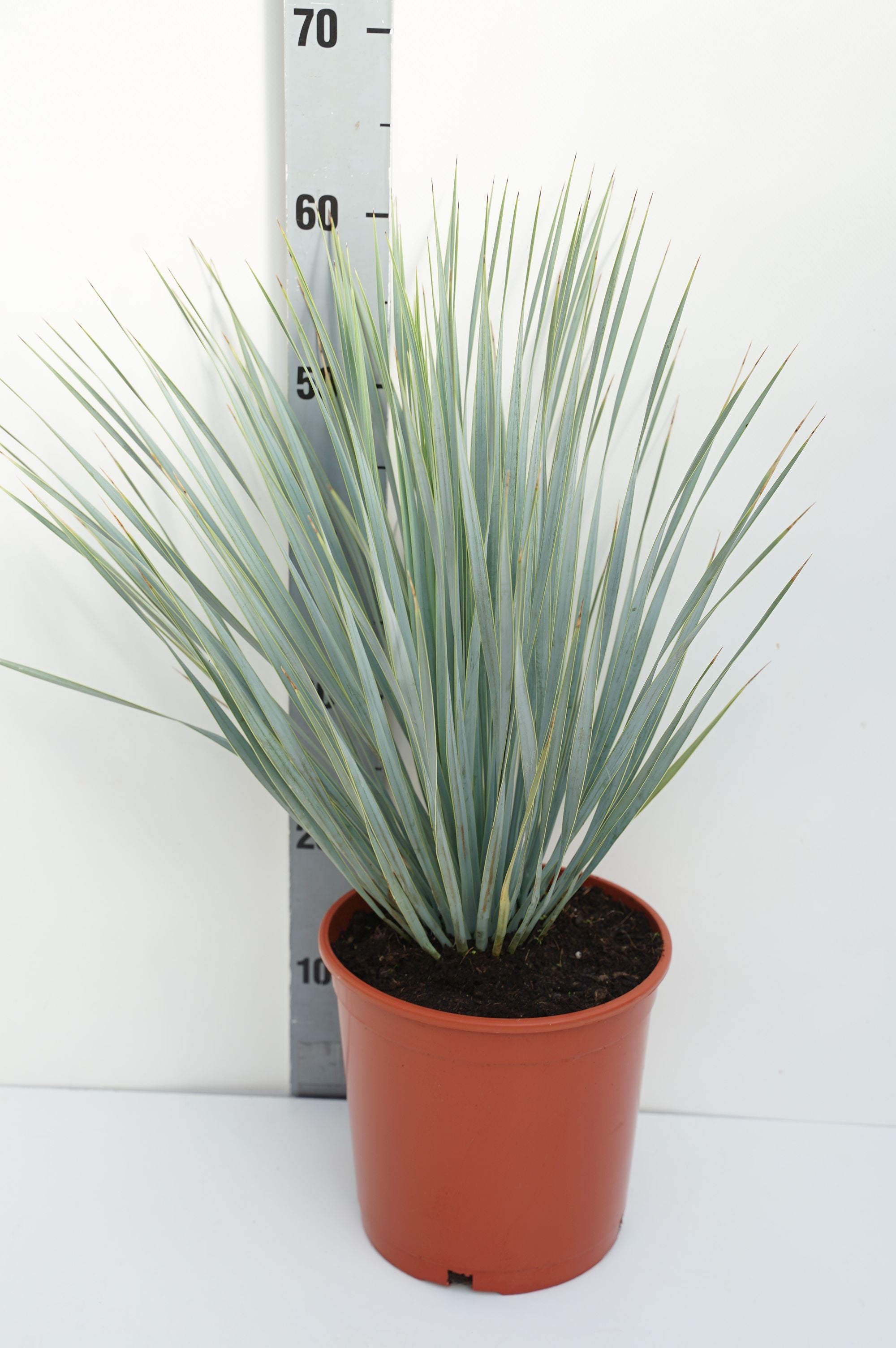 Palmlilja rostrata - C5/P23 30-40 CM