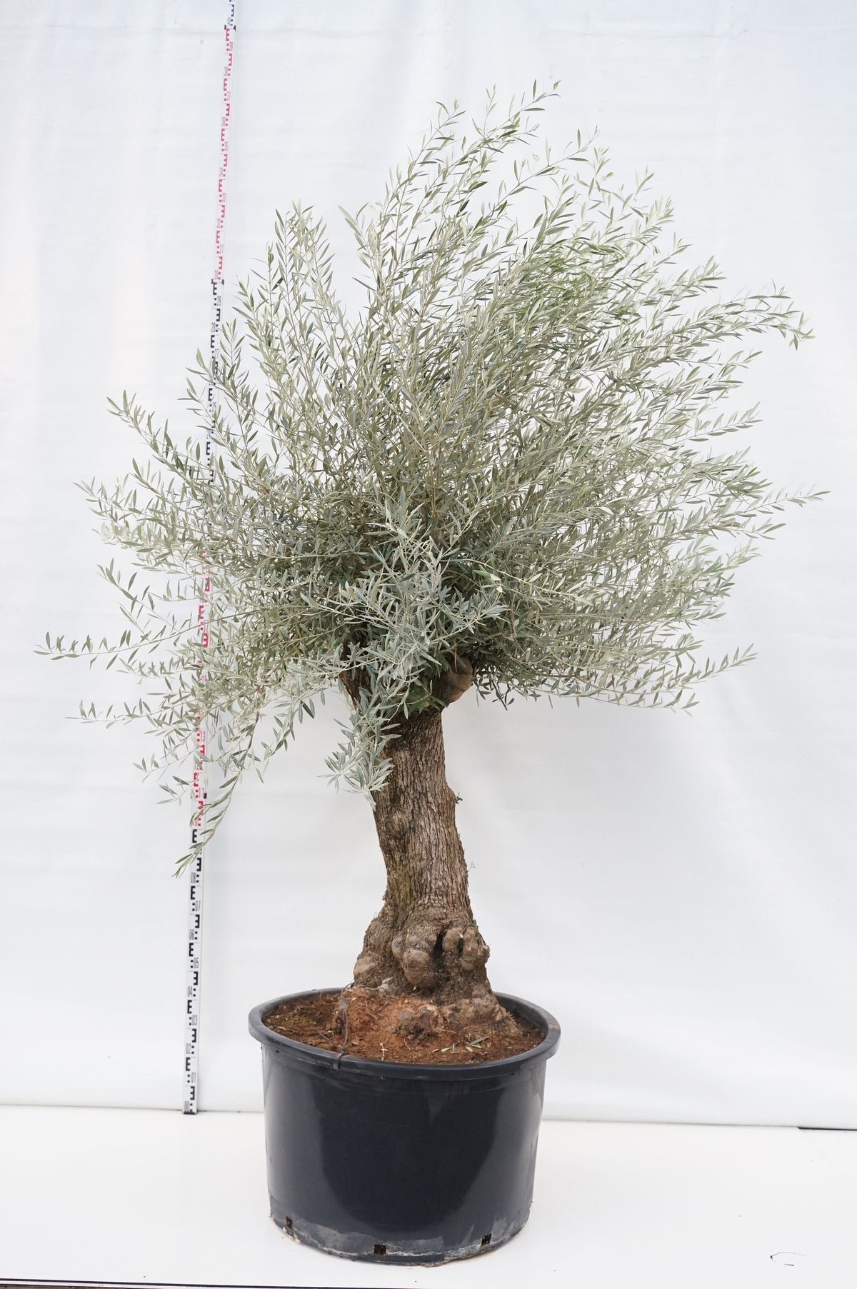 Olea eur. &
