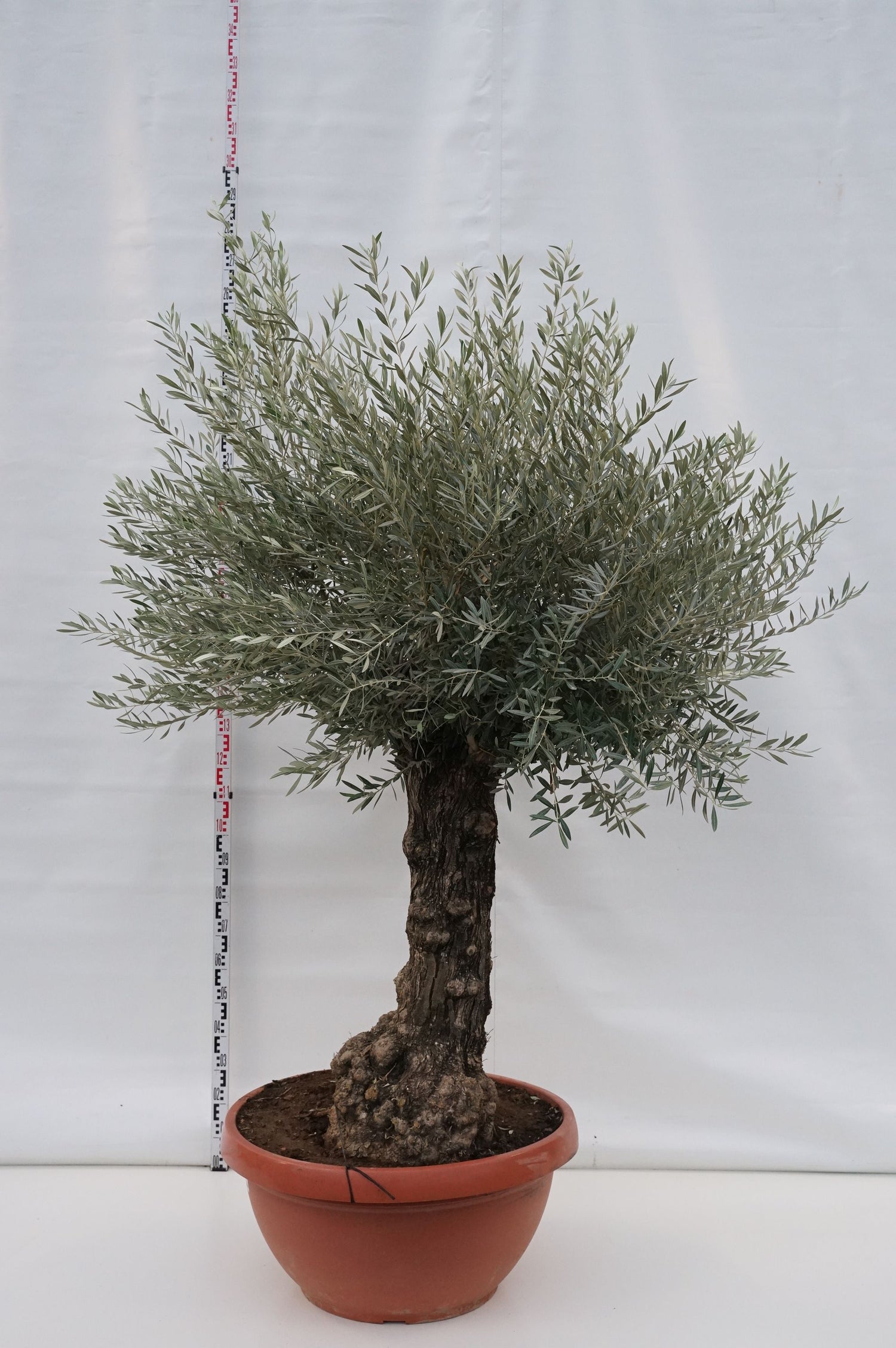 Olea europaea &