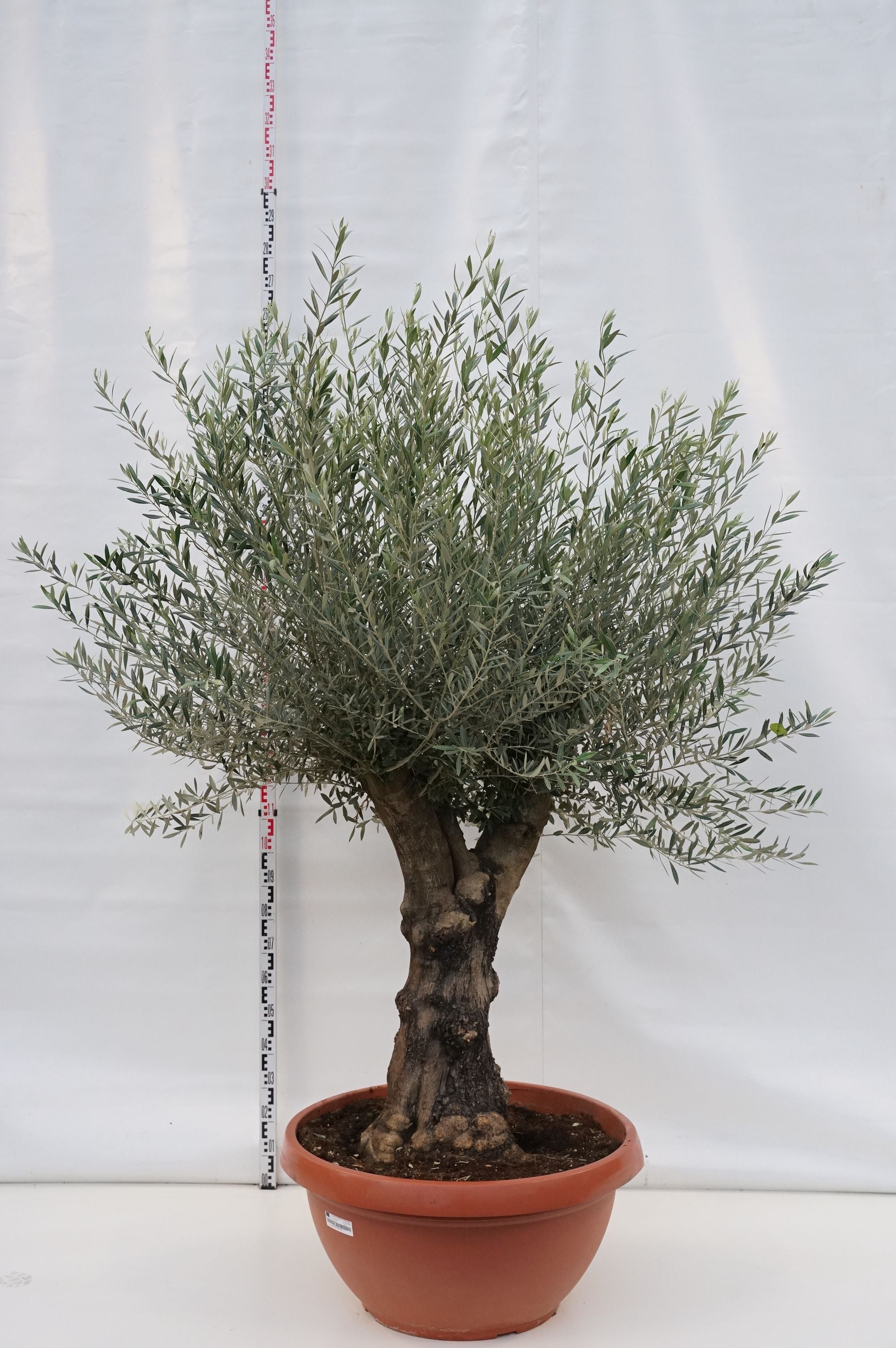 Oliv europaea - 70 CM STEM C160
