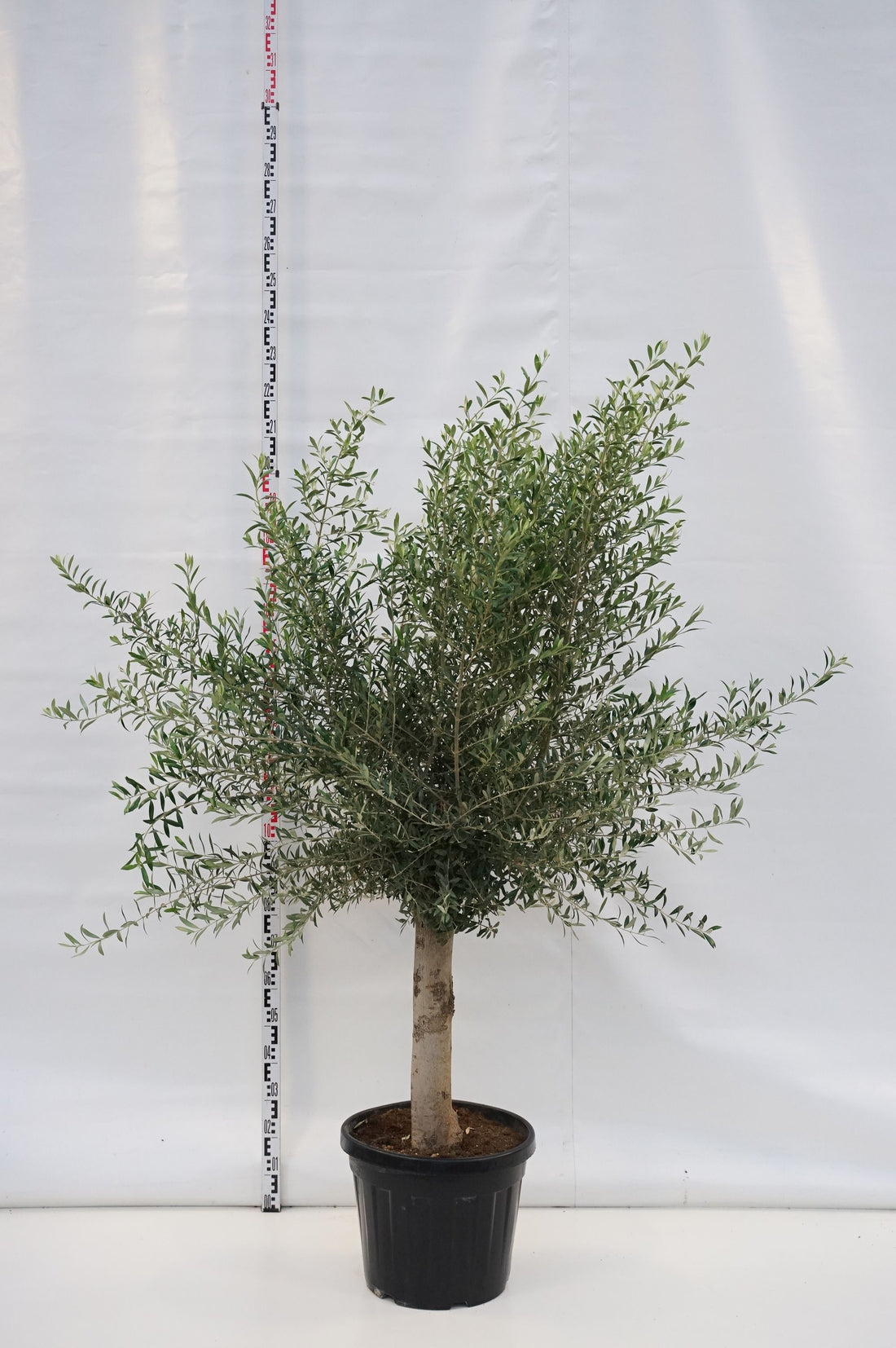 Oliv europaea - 80 CM STEM C45