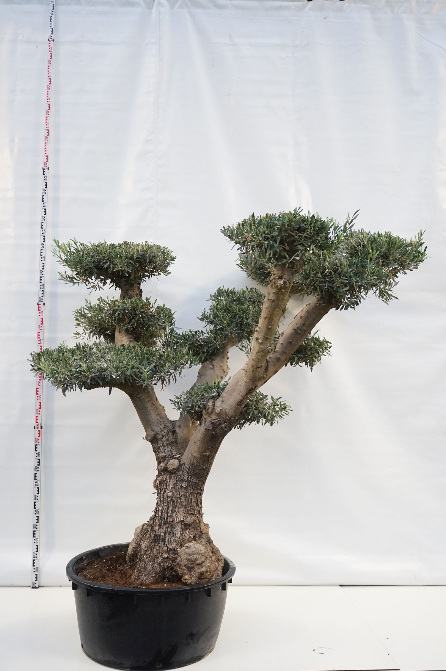 Oliv europaea - BONSAI 175-200 C285
