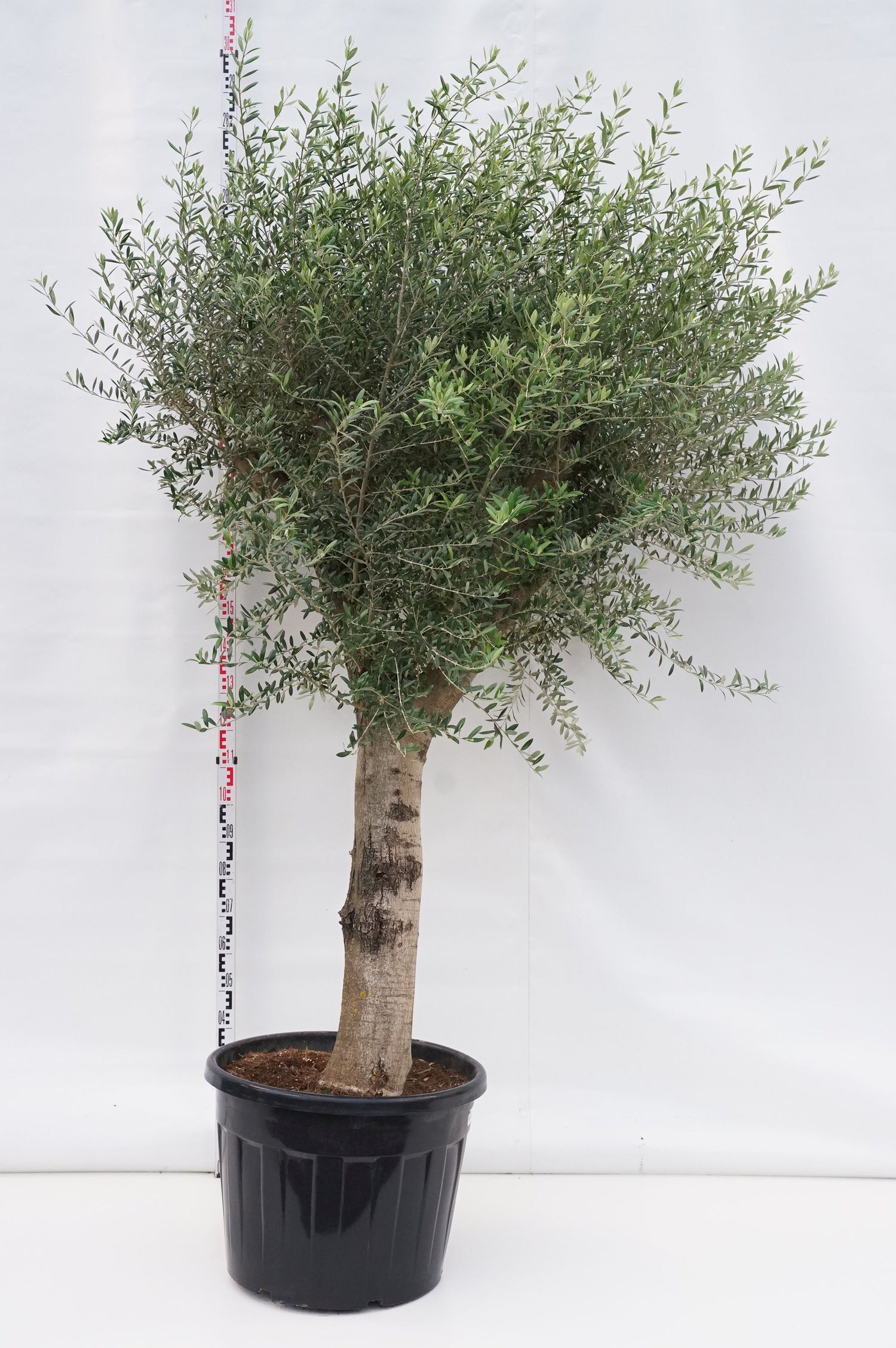 Oliv europaea - 80 CM ST. CIRUM 40/50 CM C110