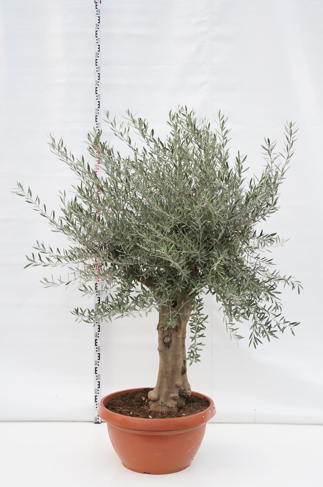 Oliv europaea - 60 CM STEM C90