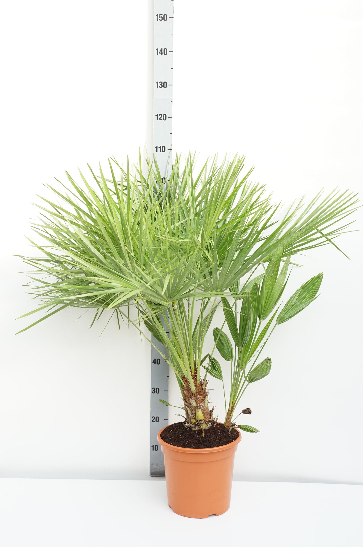 Dvärgpalm humilis - C10 80-100 CM
