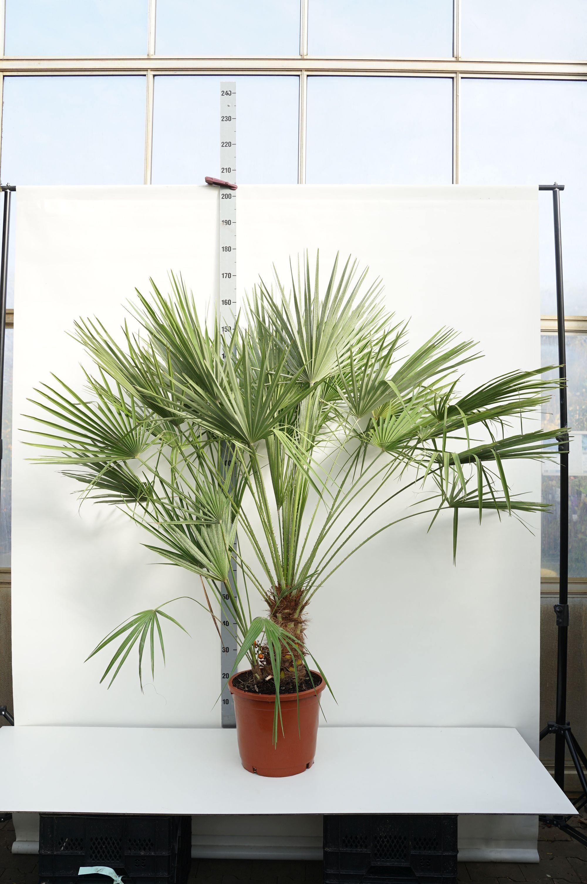Dvärgpalm humilis - 30 CM STEM C15