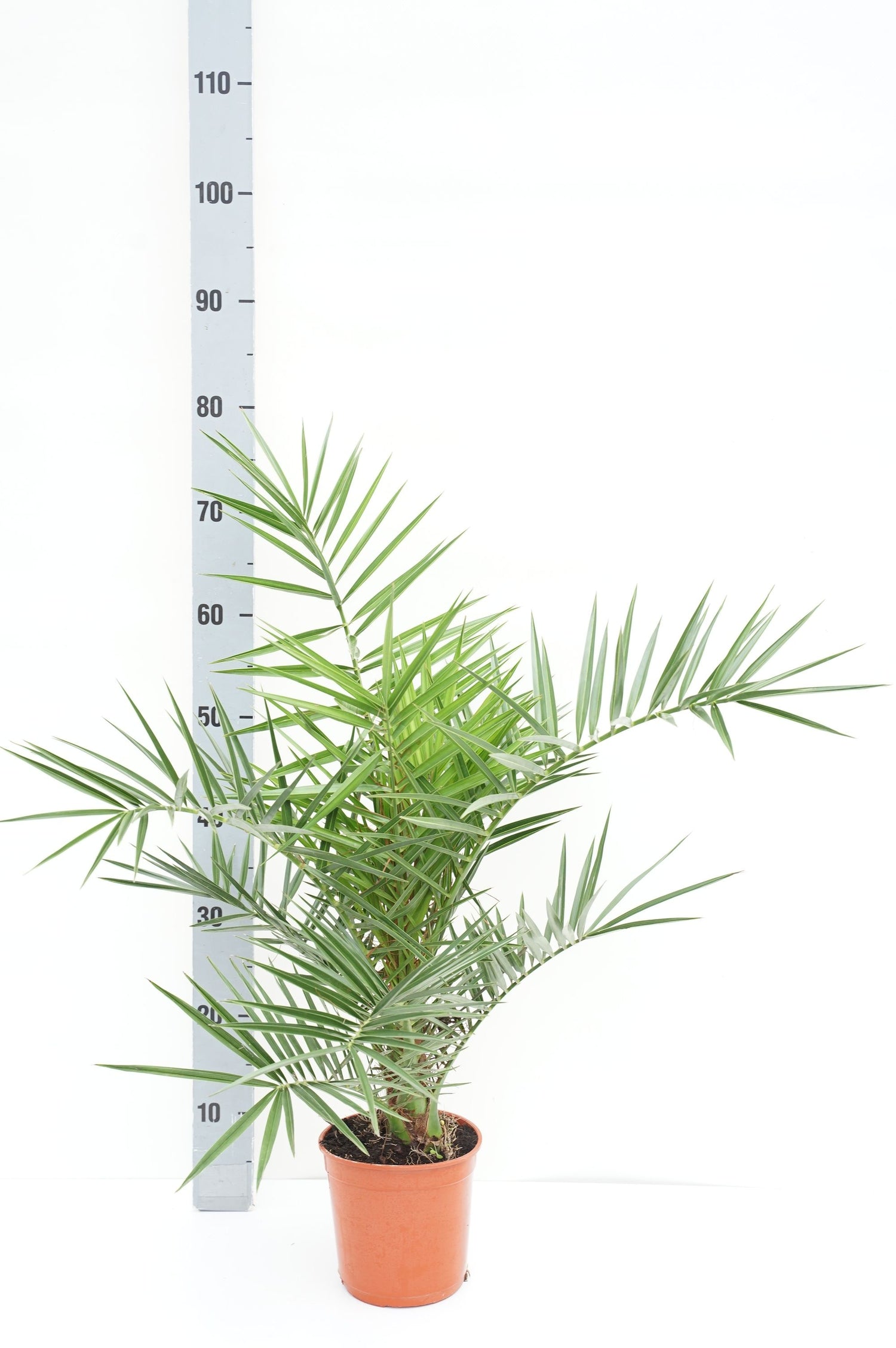Dadelpalm canariensis - C1,5/P15 50-60 CM
