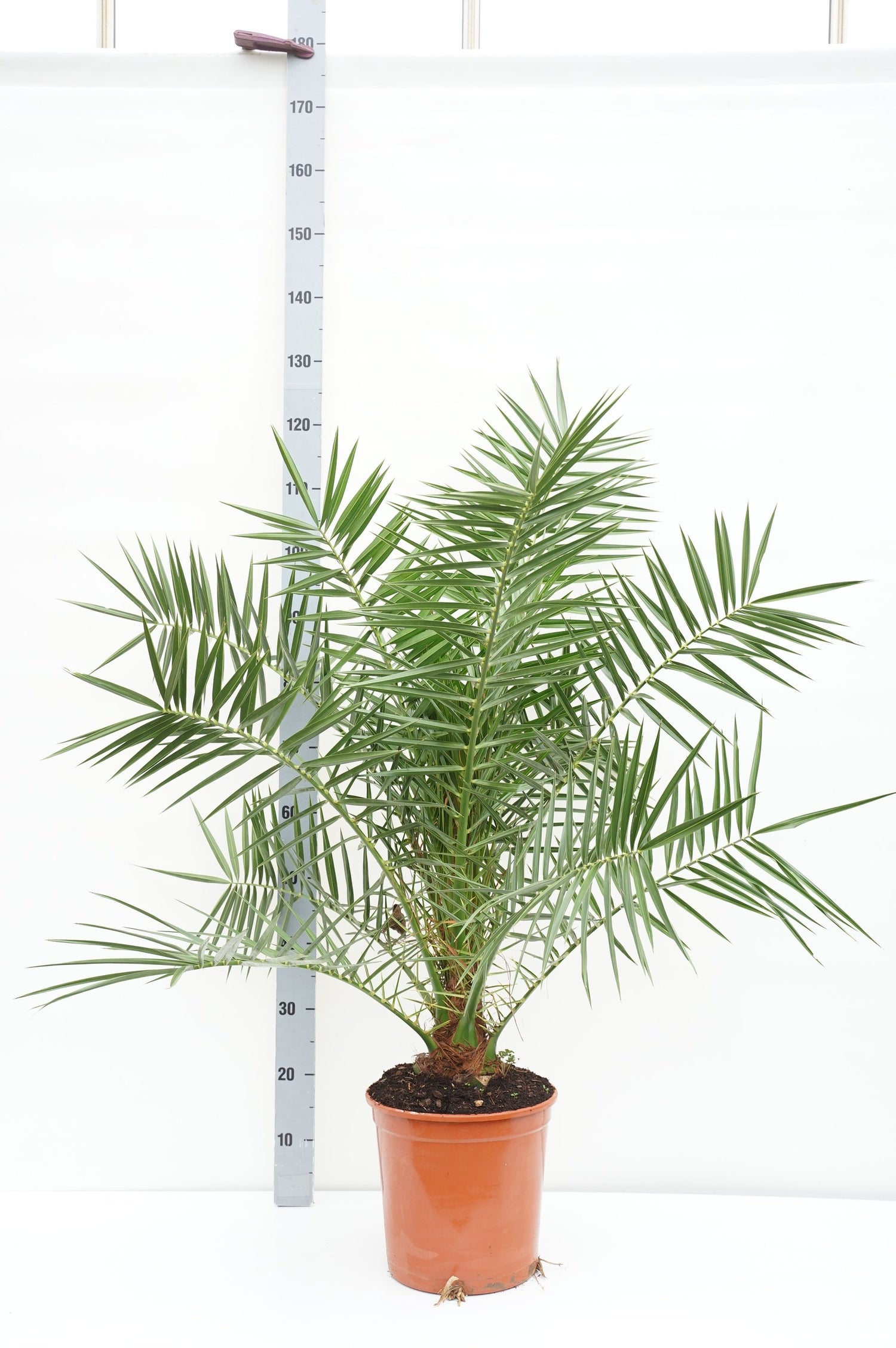 Dadelpalm canariensis - C10 120-130 CM
