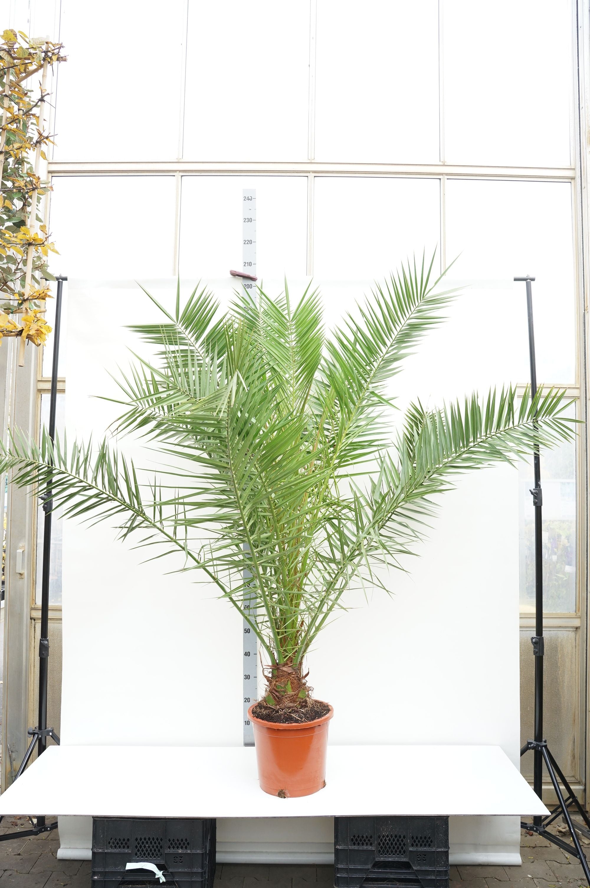 Dadelpalm canariensis - C15 140-160 CM