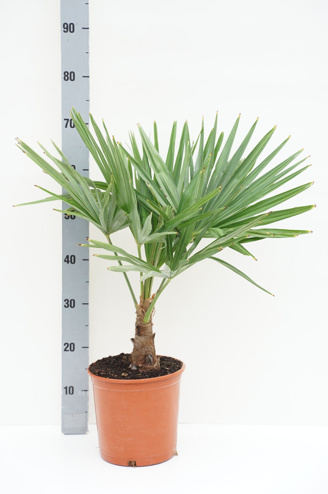 Hamppalm fortunei - C5/P23 60-80 CM