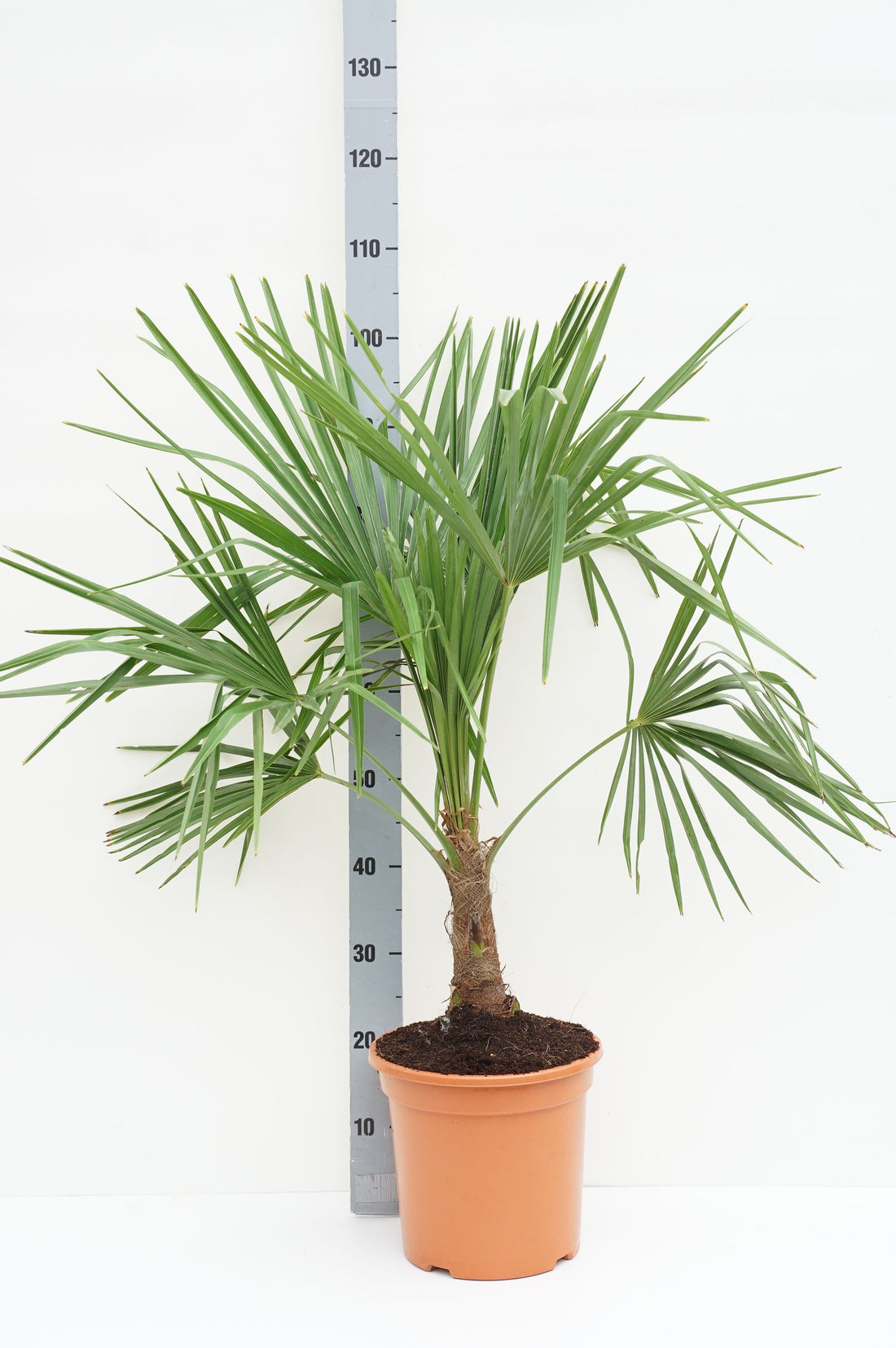 Hamppalm fortunei - C10 80-90 CM