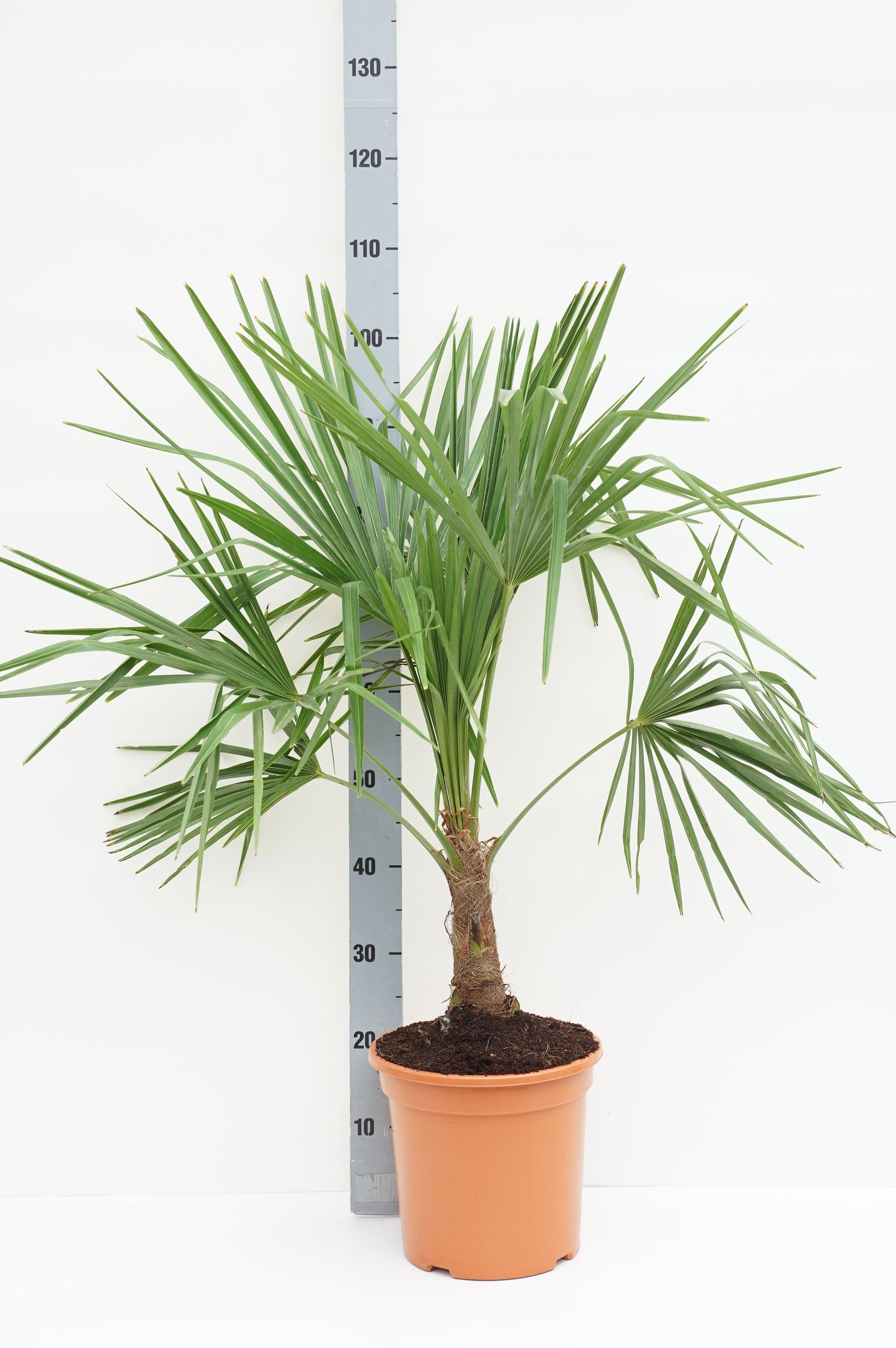 Hamppalm fortunei - C10 80-90 CM
