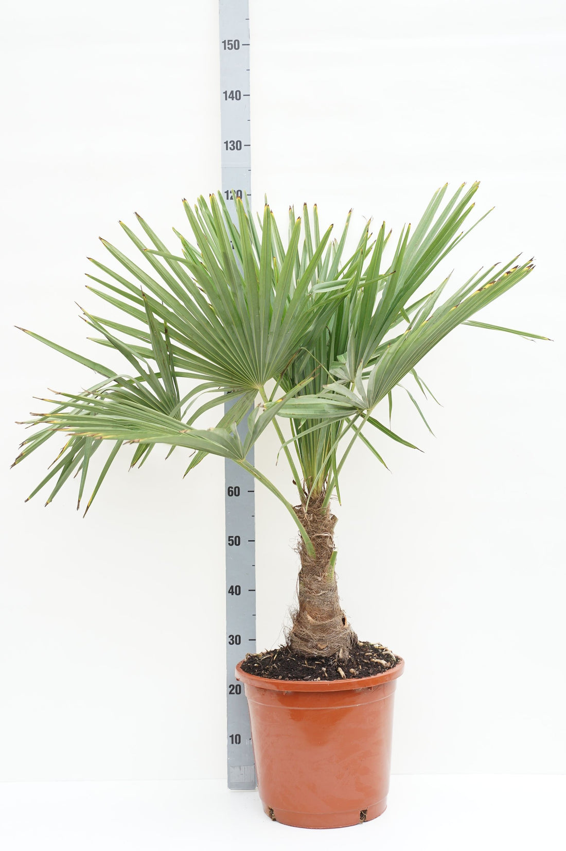 Hamppalm fortunei - 20 CM STEM C15