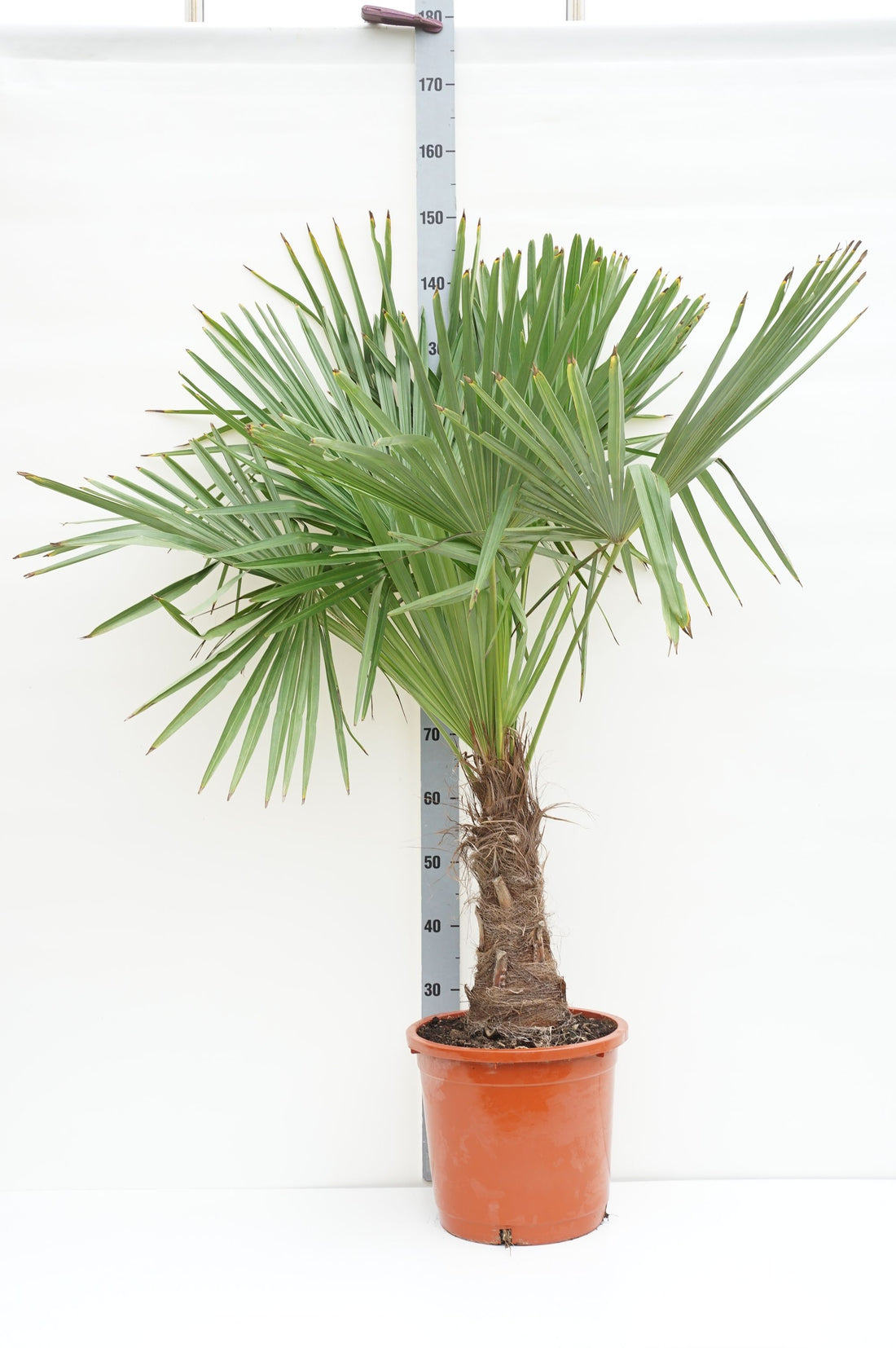 Hamppalm fortunei - 30 CM STEM C15