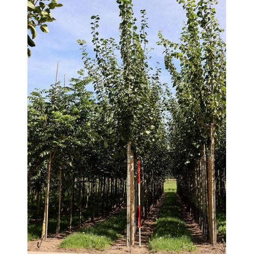 Asp - Populus tremula  - Stammens omkrets 14-16 cm, höjd 3,5-4 meter,  HS,