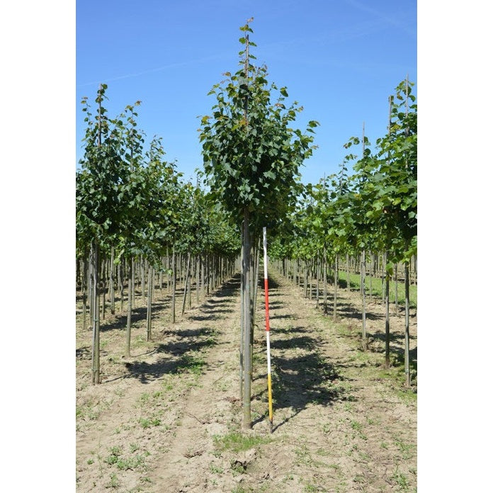 Skogslind - Tilia cordata 'Greenspire'  - Stammens omkrets 18-20 cm, höjd 4 +/- meter,  HS,