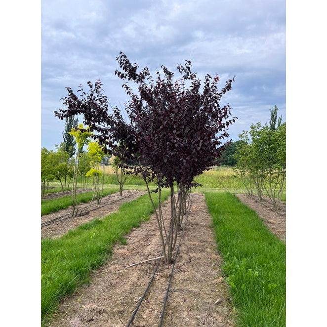 Körsbärsplommon - Prunus cerasifera &