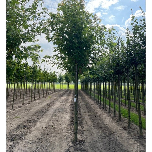 Smalkronig silverlönn - Acer saccharinum 'Pyramidale'  - Stammens omkrets 14-16 cm, höjd 3,5-4 meter,   HS,