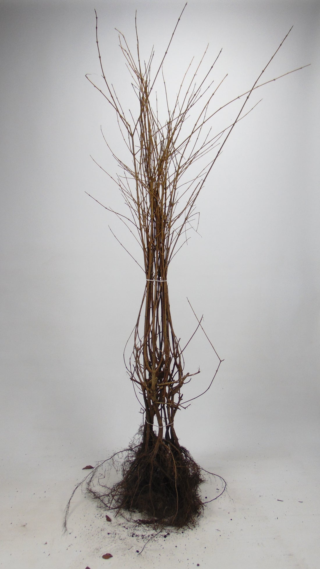 Häggmispel -  100-125 1+2