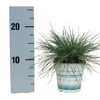 Festuca glauca &