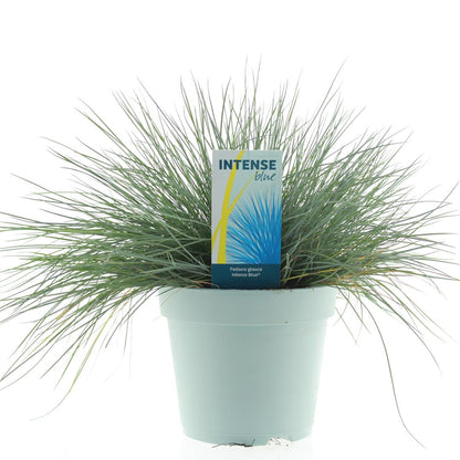 Festuca glauca &