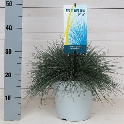 Festuca glauca &