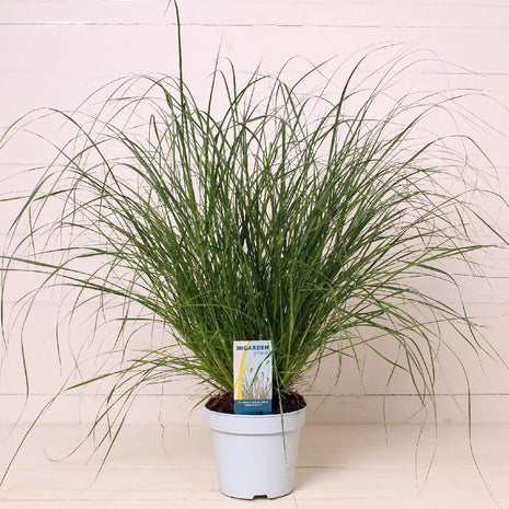 Pennisetum al. 'Little Hameln'®