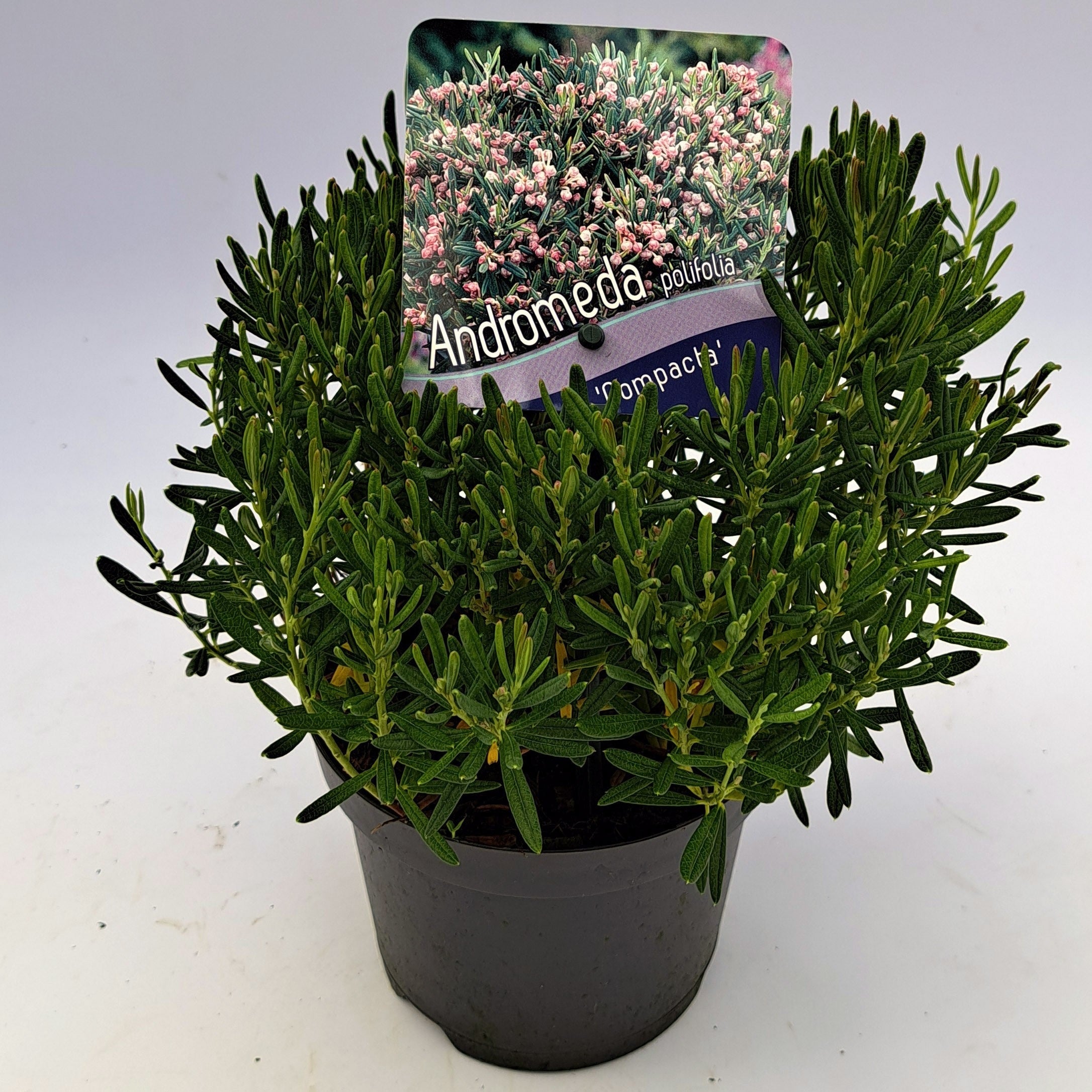 Rosling polifolia &