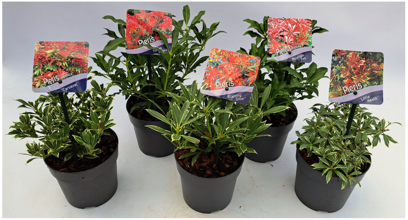Pieris in cultivars - C1/P13 15-20 CM