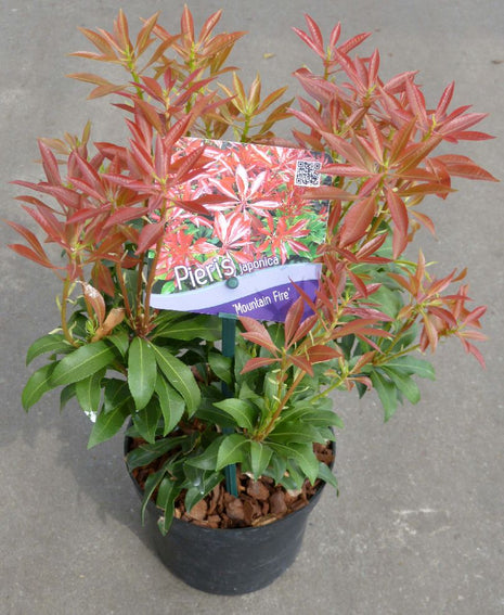 Pieris jap. 'Mountain Fire'