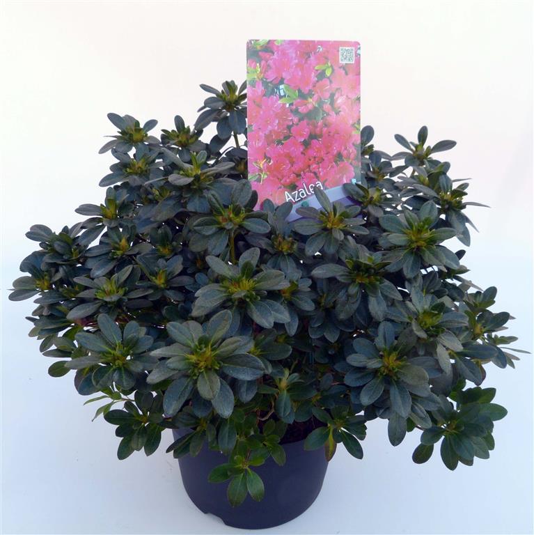Rododendron (AJ) &