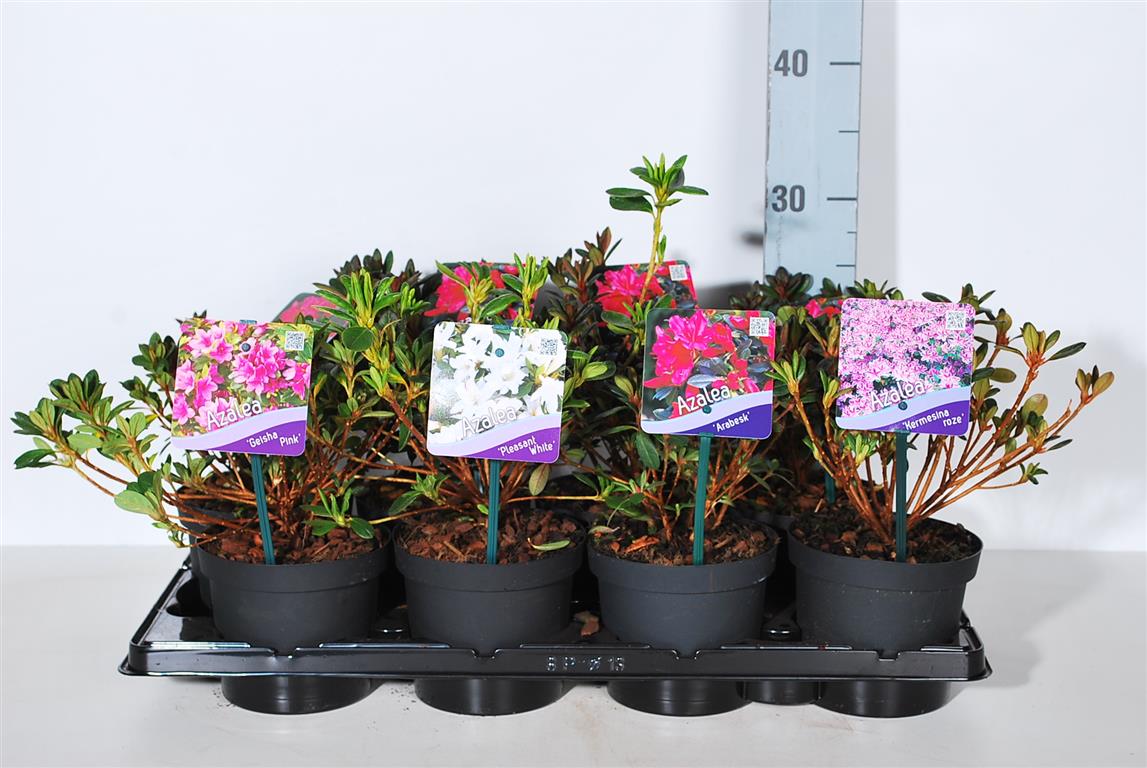 Rhododendron (AJ) i sorter C1 (1 liters kruka) / 13 cm kruka 15-20 cm