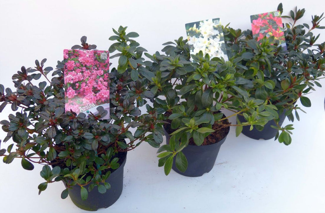 Rhododendron (AJ) i sorter C3 (3 liters kruka) 30-35 cm