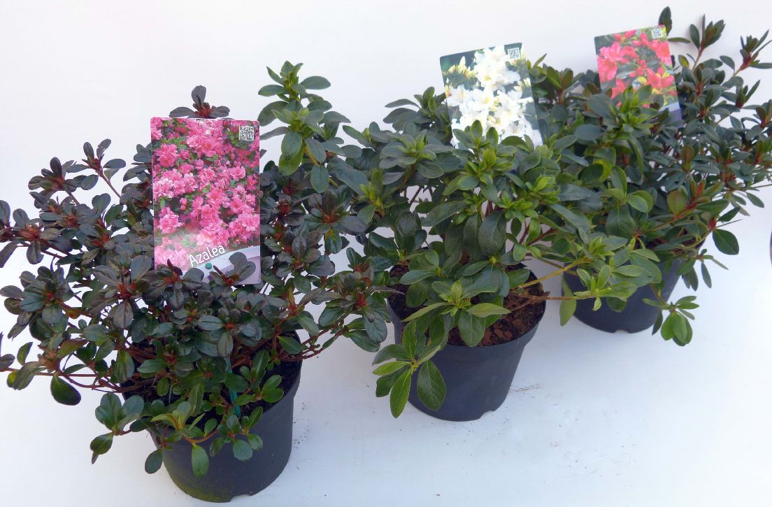 Rhododendron (AJ) i sorter C3 (3 liters kruka) 30-35 cm