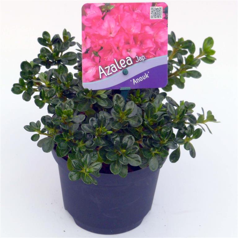 Rododendron (AJ) &