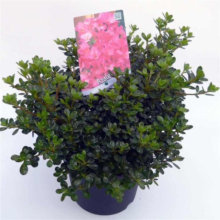 Rododendron (AJ) &