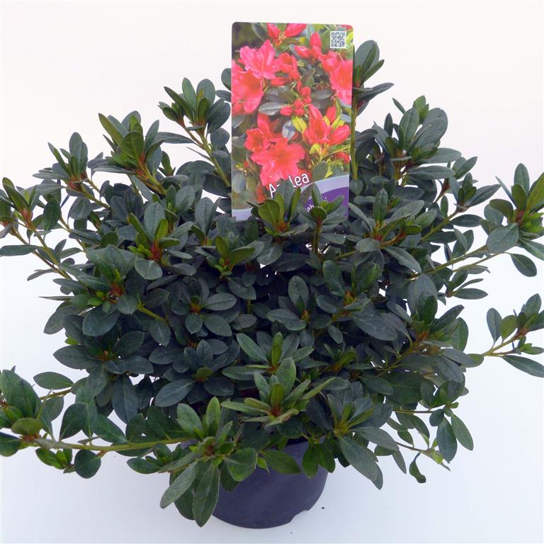 Rododendron (AJ) &