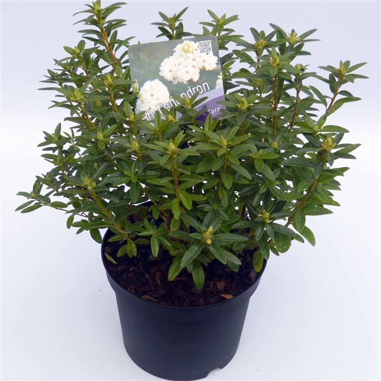 Rhododendron &