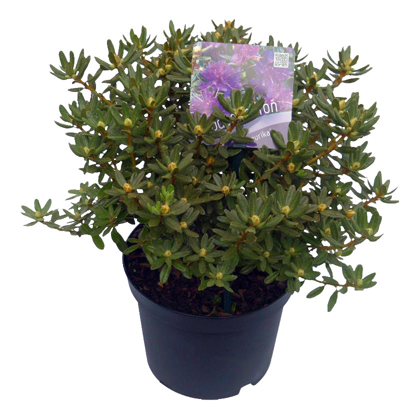 Rododendron &