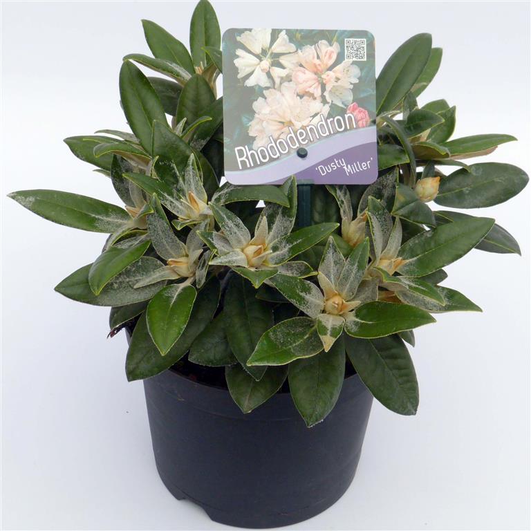 Rododendron (Y) &