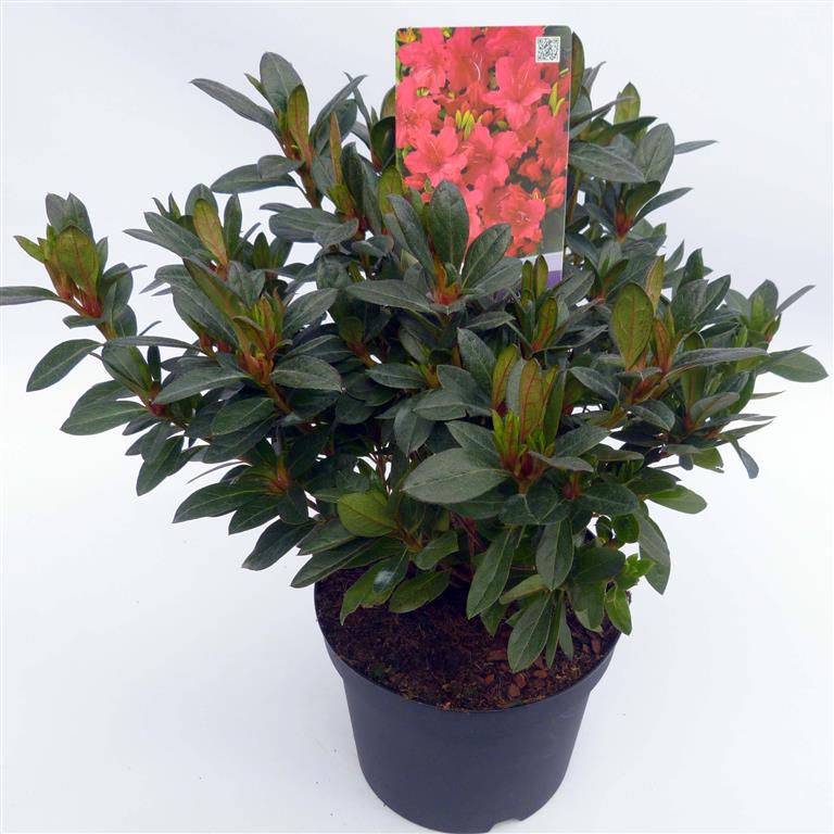 Rododendron (AJ) &