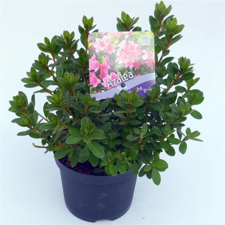 Rododendron (AJ) &