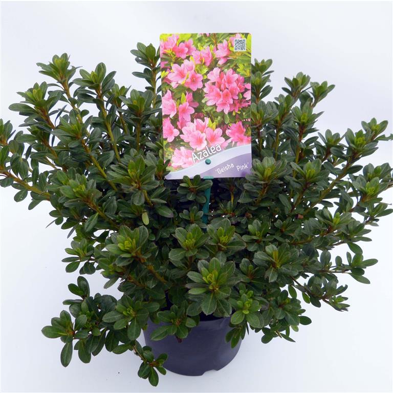 Rododendron (AJ) &