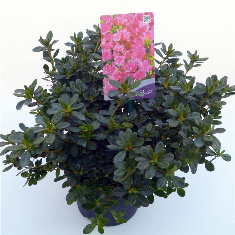 Rhododendron (AJ) &