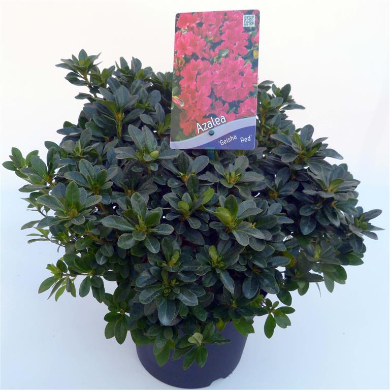 Rododendron (AJ) &
