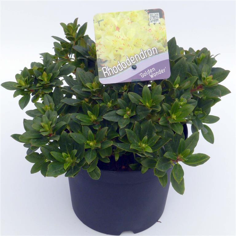 Rododendron &