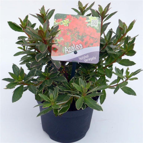 Rhododendron 'Hot Shot Variegata'