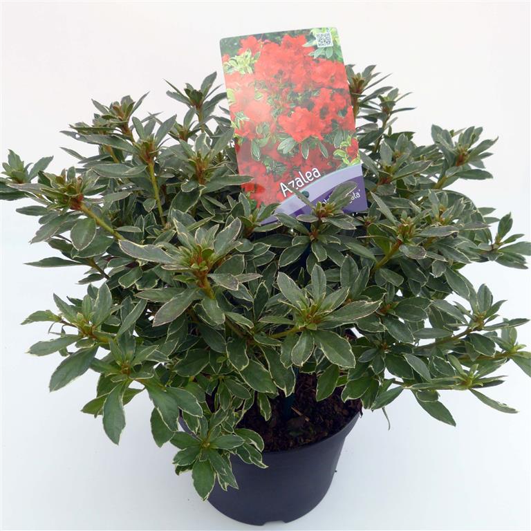 Rododendron &