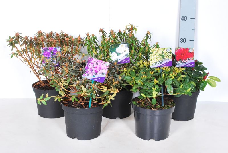 Rododendron in cultivars - C2/P17 20-25 CM