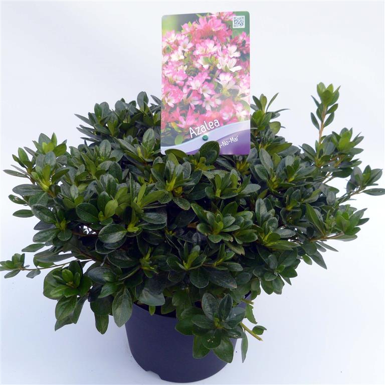 Rododendron (AJ) &